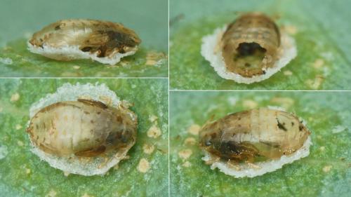 Réf. 217 016 : Glycaspis brimblecombei